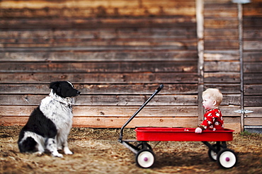 Baby sitting in cart and watching dog, Carbondale, Colorado, USA