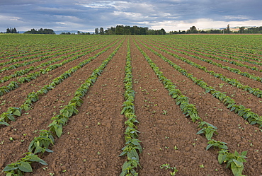 Bean field in diminishing perspective, Marion County, Oregon