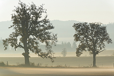 Oak trees on foggy day, Marion County, Oregon