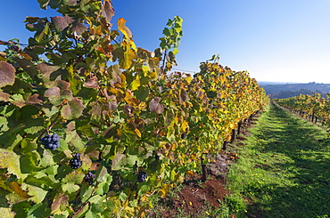 Vineyard, USA, Oregon, Yamhill County