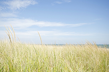 Sand dunes with grass, Nantucket, Massachusetts