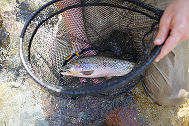 Fisherman holding fresh trout in net, North Fork Blackfoot River, Montana, USA