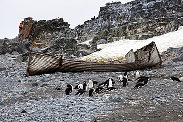 Medium group of penguins resting at beach, Antarctica 