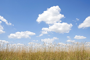 Clouds over meadow