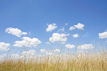 Cumulus clouds above grassy field, USA, Pennsylvania
