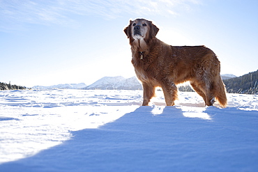 Golden Retriever standing in winter scenery