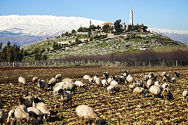 Flock of sheep in rural landscape