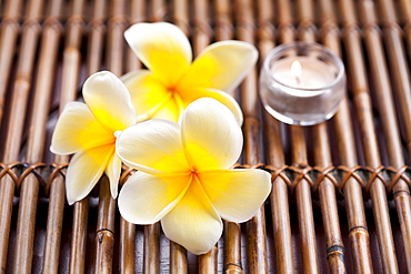 Plumeria flowers and scented candle