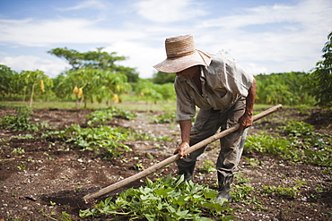 Cuba, Las Tunas, Farmer digging in field