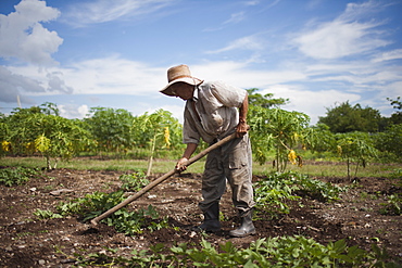 Cuba, Las Tunas, Farmer digging in field