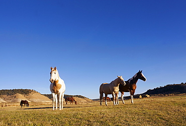 Horses on field, USA, Colorado 