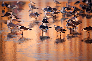 USA, Florida, Daytona Beach, Seabirds on beach