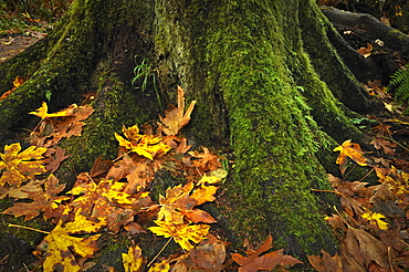 USA, Oregon, Silver Falls State Park, Tree trunk and leaves