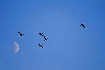 Geese against moon