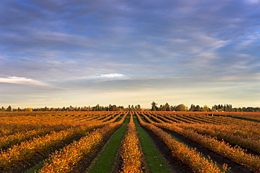 USA, Oregon, Marion County, Row crop in field