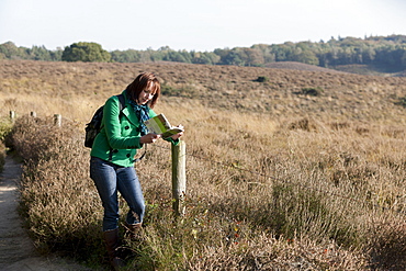 The Netherlands, Veluwezoom, Posbank, Woman reading guidebook in countryside