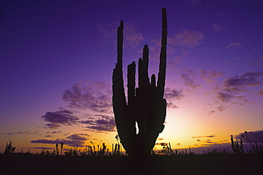 Mexico, Baja California, Cactus at sunset