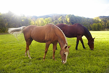 Horses grazing on grass, USA, Western USA, Colorado