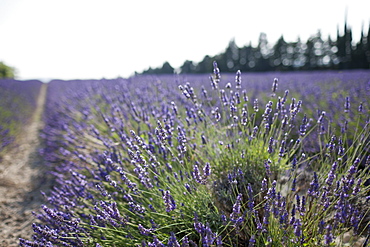 France, Drome, Grignan, Lavender in field