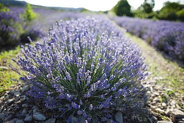 France, Drome, Piegros-la-Clastre, Close-up of lavender in field