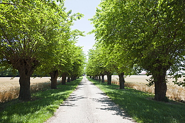 France, Drome, Montvendre, Single lane road lined with trees