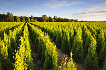 USA, Oregon, Marion County, Plant nursery