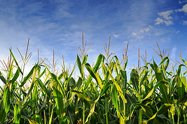 USA, Oregon, Marion County, Corn field