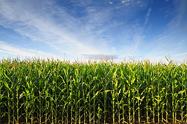 USA, Oregon, Marion County, Corn field