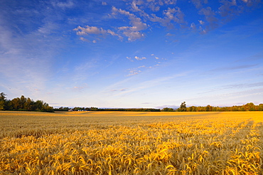 USA, Oregon, Marion County, Wheat field