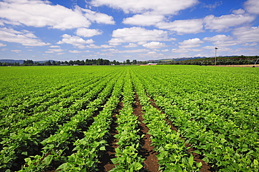 USA, Oregon, Marion County, Green bean field