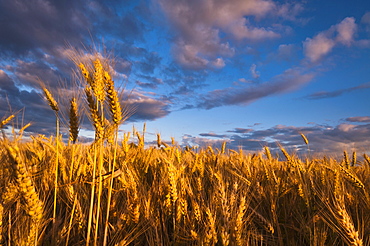 USA, Oregon, Marion County, Wheat field