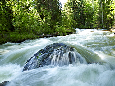 USA, Colorado, Mountain creek in forest, USA, Colorado