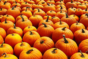 Pumpkins, full frame