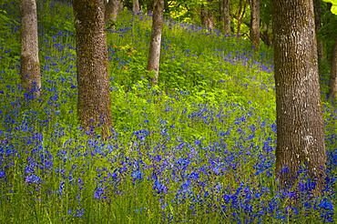 USA, Oregon, Salem, Wildflowers among oak trees