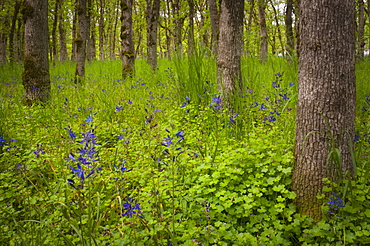 USA, Oregon, Salem, Wildflowers among oak trees