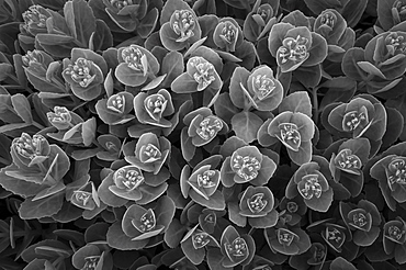 USA, Oregon, Marion County, Black and white flowers