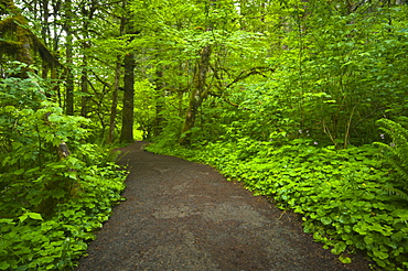 USA, Oregon, Champoeg State Park, Footpath trough forest