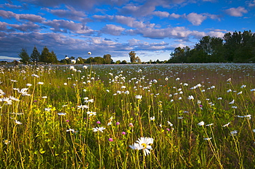 USA, Oregon, Marion County, Meadow with wildflowers at sunset