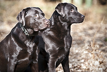 Black Labrador pair with shiny coat