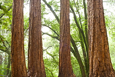 USA, California, Tree trunks in forest