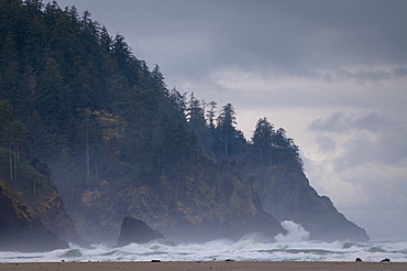 USA, Oregon, Tillamook County, Forest at coast