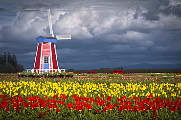 USA, Oregon, Wooden Shoe Tulip Farm