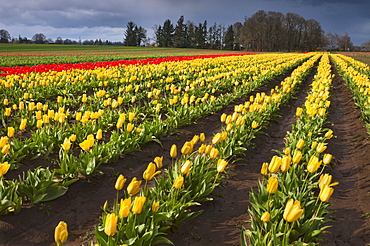 USA, Oregon, Wooden Shoe Tulip Farm