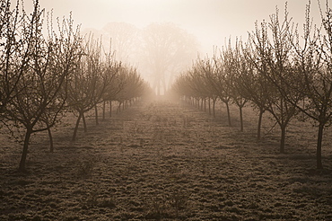 USA, Oregon, Marion County, Hazelnut orchard