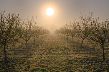 USA, Oregon, Marion County, Hazelnut orchard