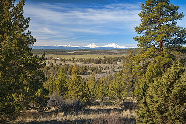 USA, Oregon, Deschutes County, Pines and snowy peaks