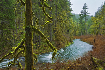 USA, Oregon, Silver Falls State Park, Silver Creek