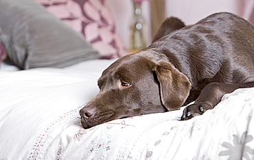 Chocolate labrador lying on bed