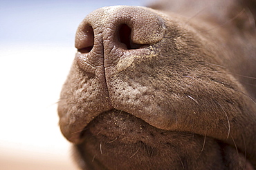 Spain, Costa Blanca, Close-up of chocolate labrador nose