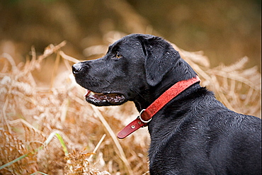 England, Suffolk, Black labrador in field, Thetford Forest